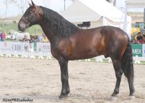 W BARROCO XVI, DE HACIENDA SANTA LUCIA, CAMPEON DEL CONCURSO (2)